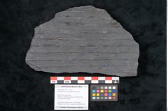 Foto (Objekt + Etikett) von Syringodendron cyclostigma Brongniart (NHMW-GEO-2024-0188-11107)